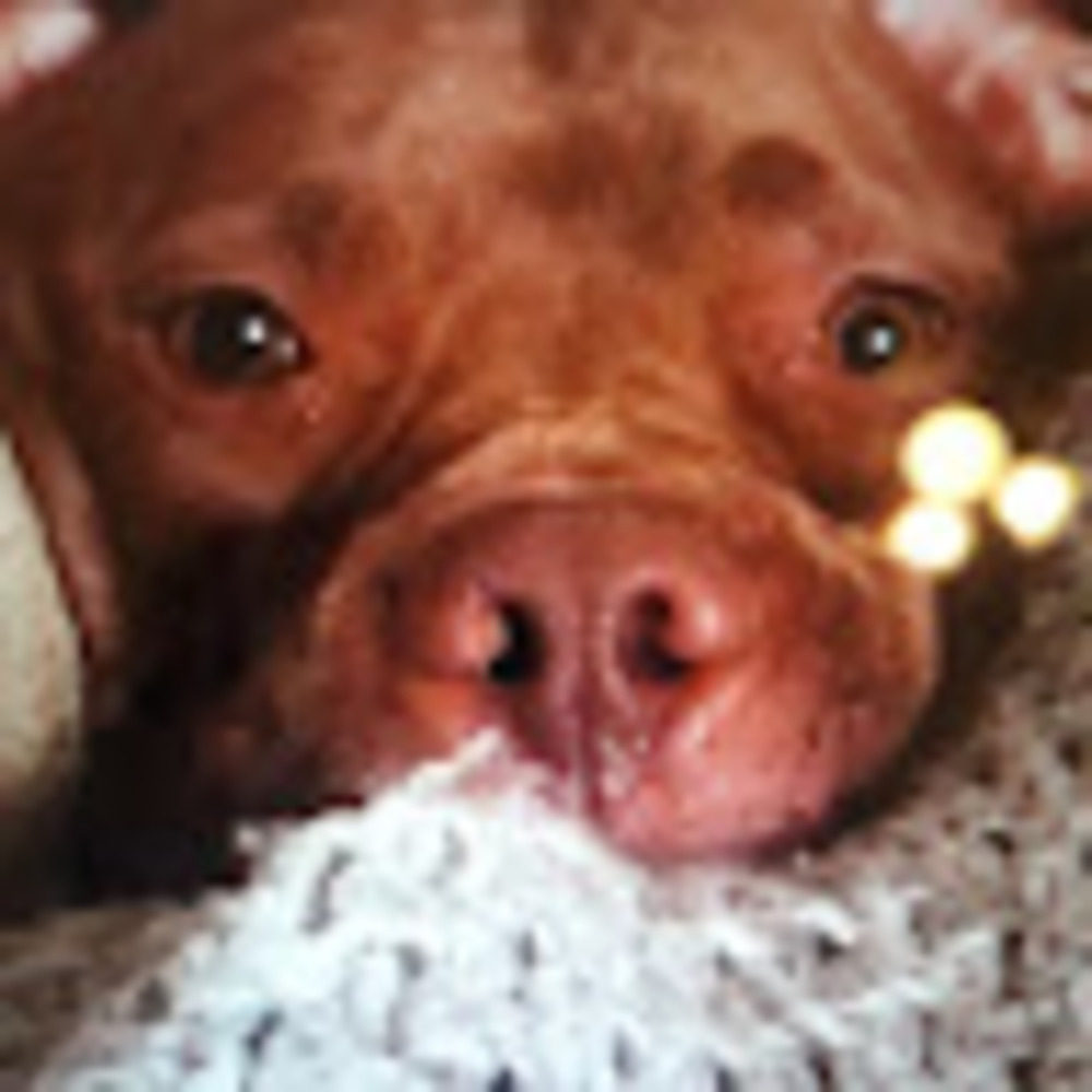 Meet your Posher, Dog